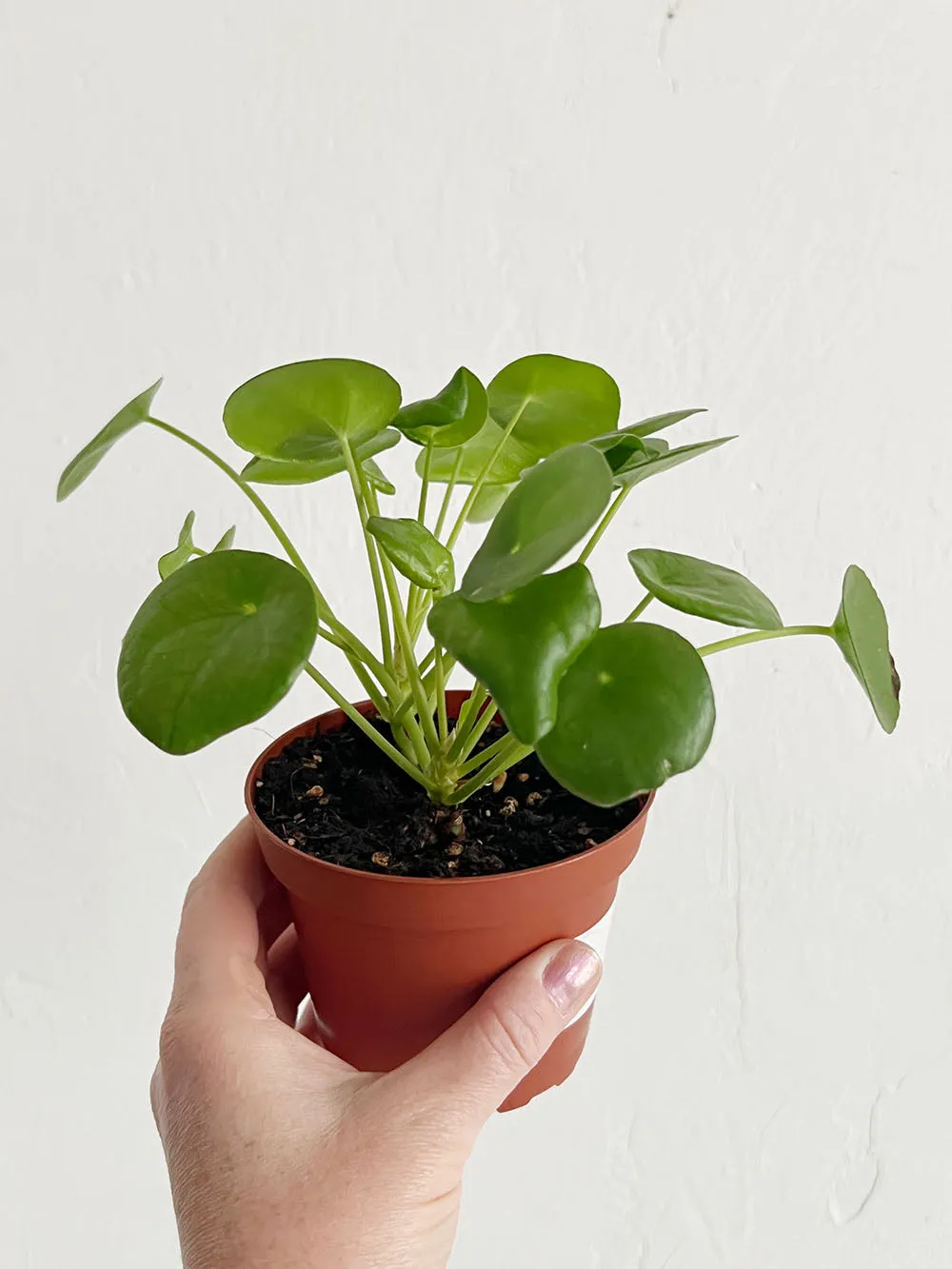 Pilea Peperomioides