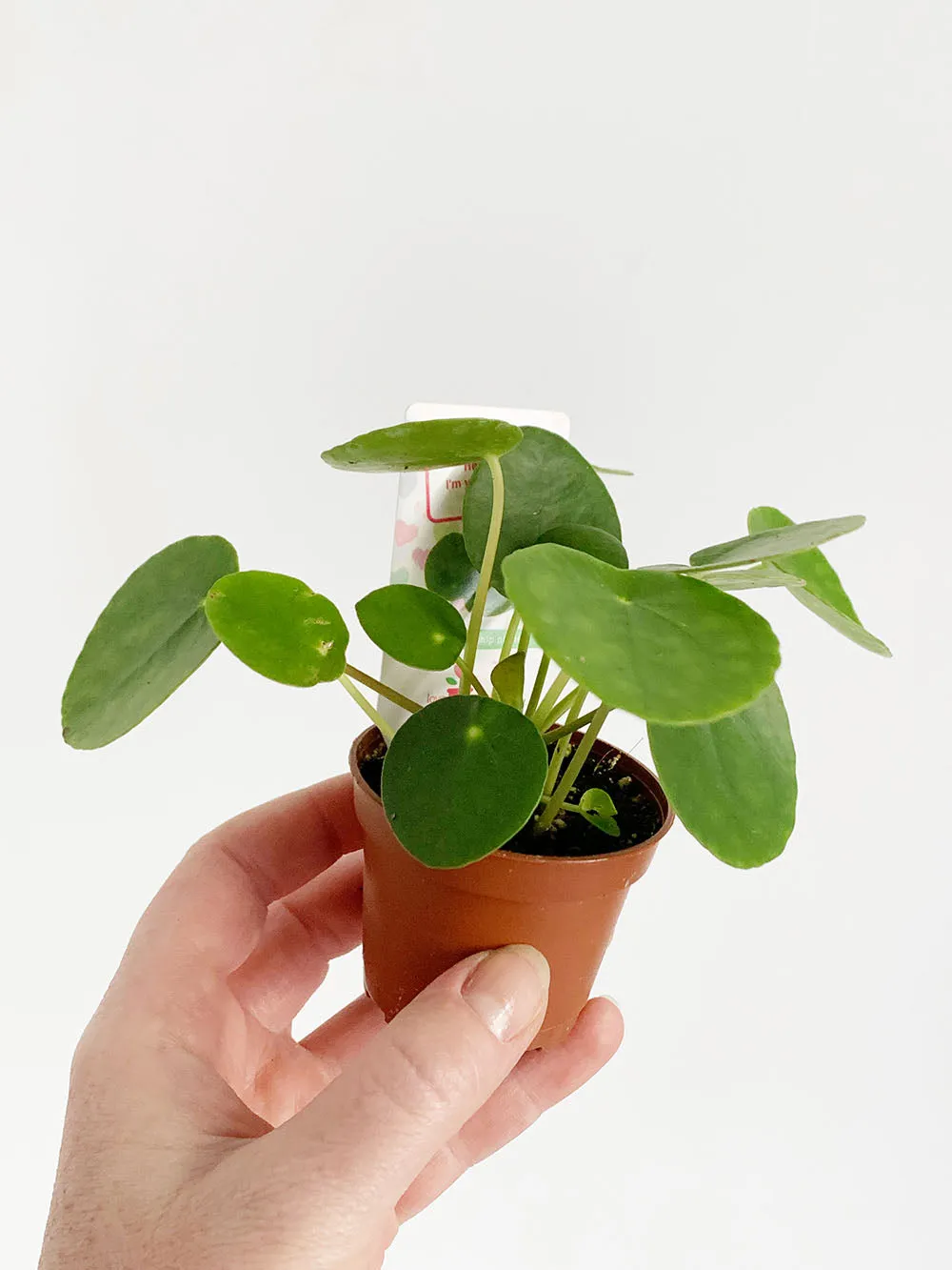 Pilea Peperomioides